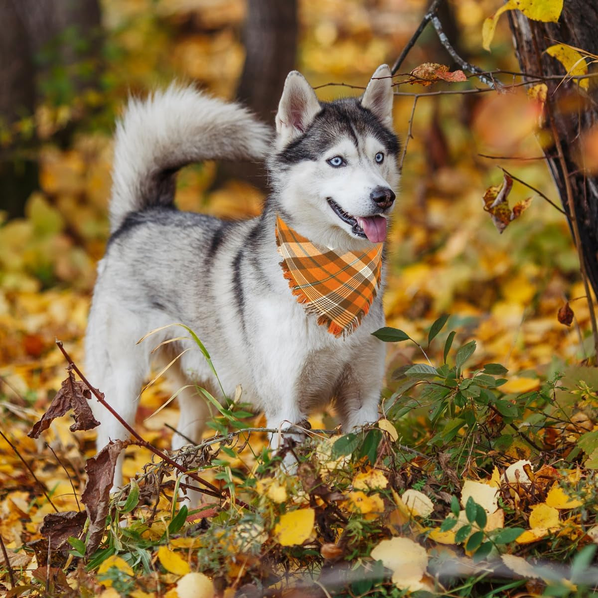 Fall Dog Bandanas 2 Pack, Autumn Thanksgiving Dog Bandana XL, Orange Plaid Pet Scarf for Boy and Girl, Holiday Bandanas Triangle Bibs for Large X-Large Dogs