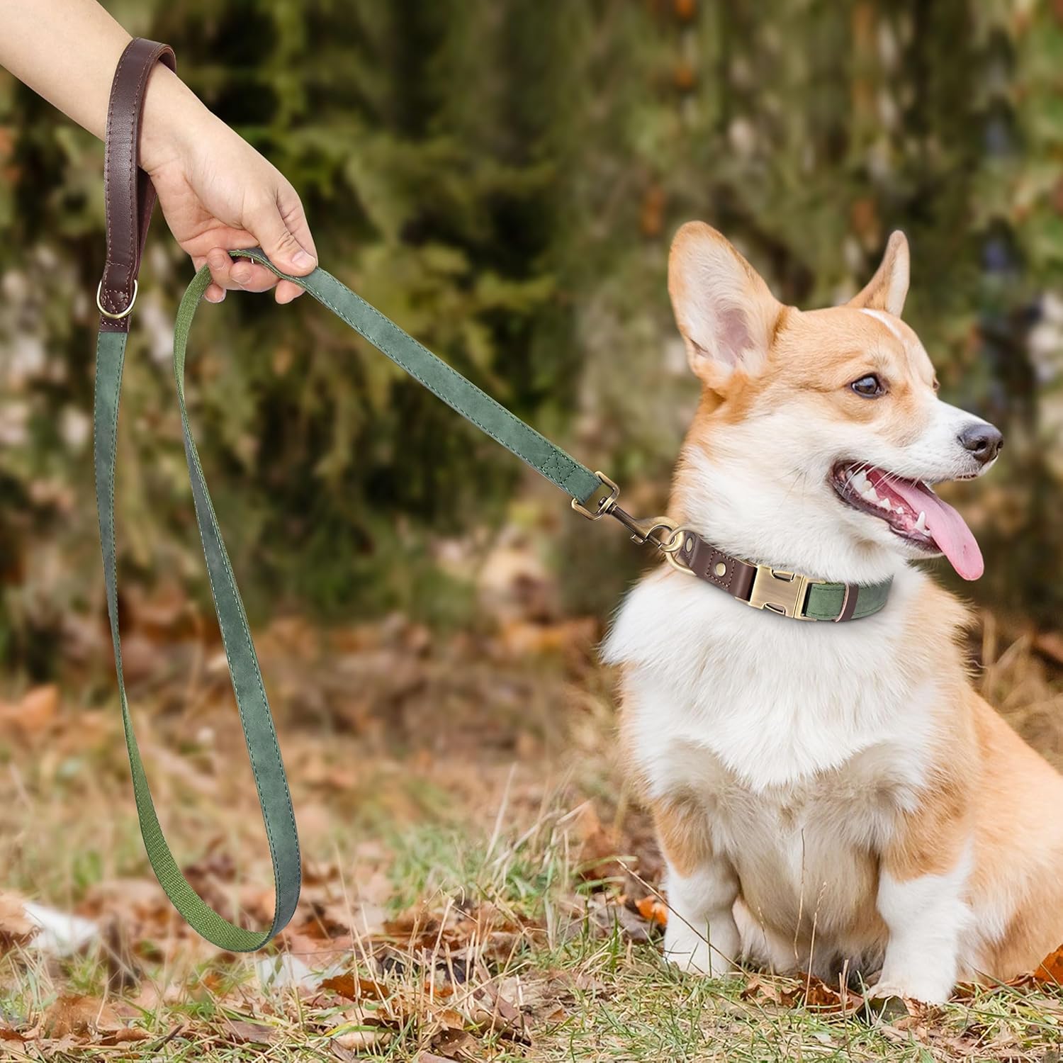 Dog on a leash with a blurred natural background wearing green collar