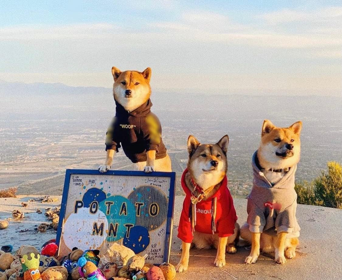 Stylish Dog Hoodie Dog Clothes Streetwear Cotton Sweatshirt Fashion Outfit for Dogs Cats Puppy Small Medium Large (XL, Yellow)