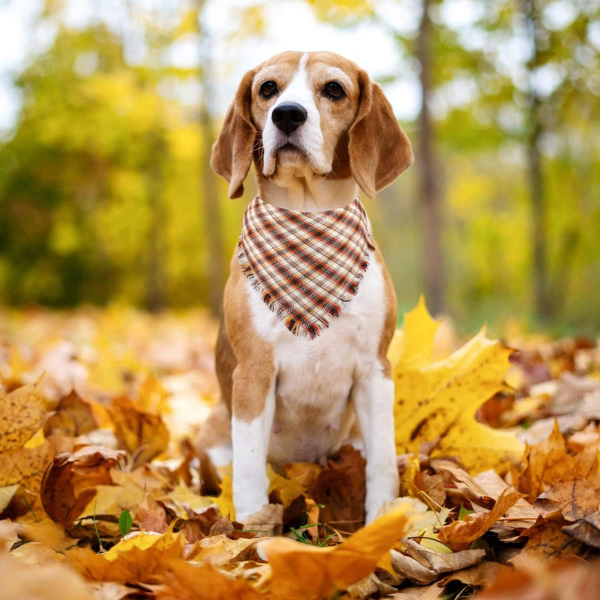 Fall Dog Bandanas 2 Pack, Autumn Thanksgiving Dog Bandana XL, Orange Plaid Pet Scarf for Boy and Girl, Holiday Bandanas Triangle Bibs for Large X-Large Dogs