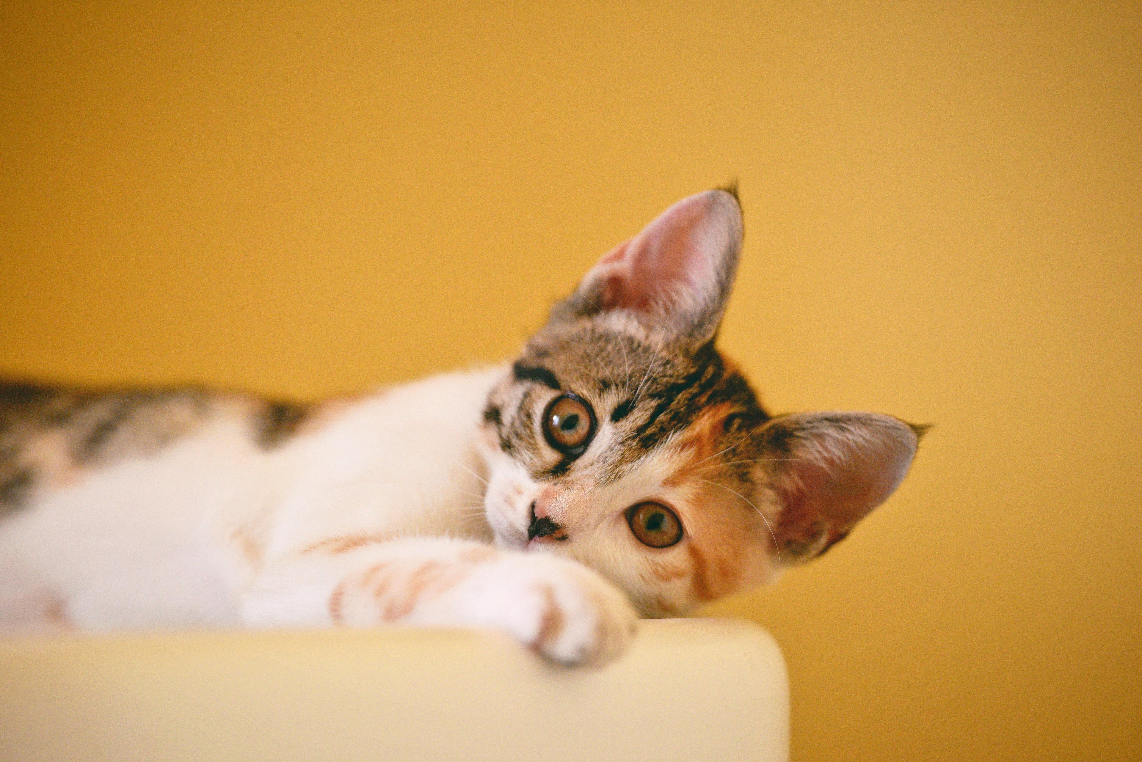Calico kitten lying on a surface with a yellow background