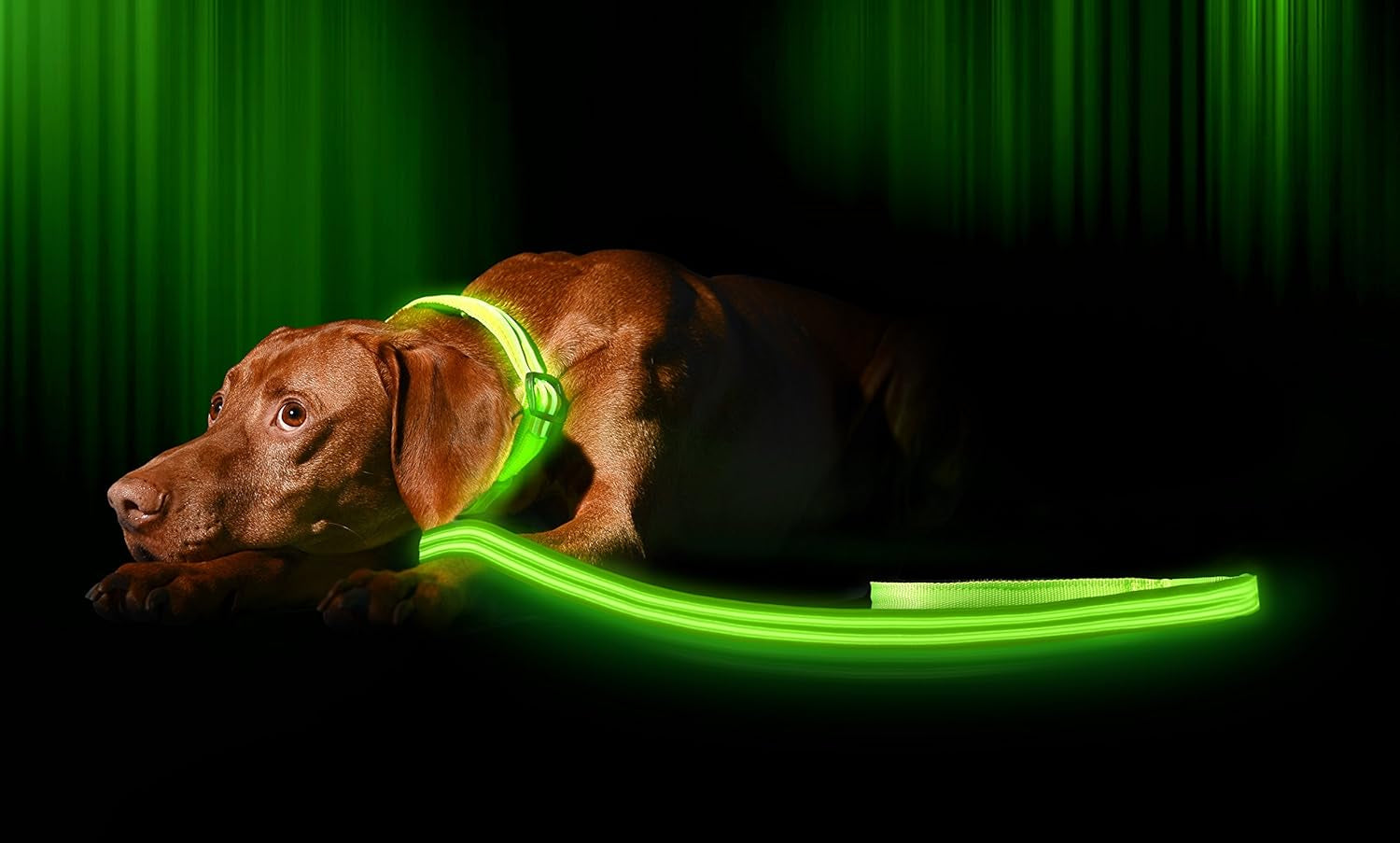LED Light up Dog Leash | Ultra High Visibility up to 350 Yards | 3 Lighting Modes | USB Rechargeable, No Batteries Needed | Padded Handle & Rotating Swivel Clasp to Prevent Leash Tangling