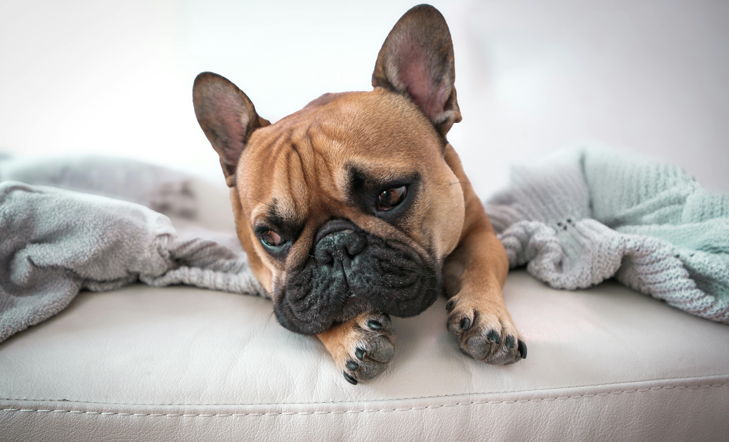 French Bulldog lying on a white couch with light gray and green blankets.