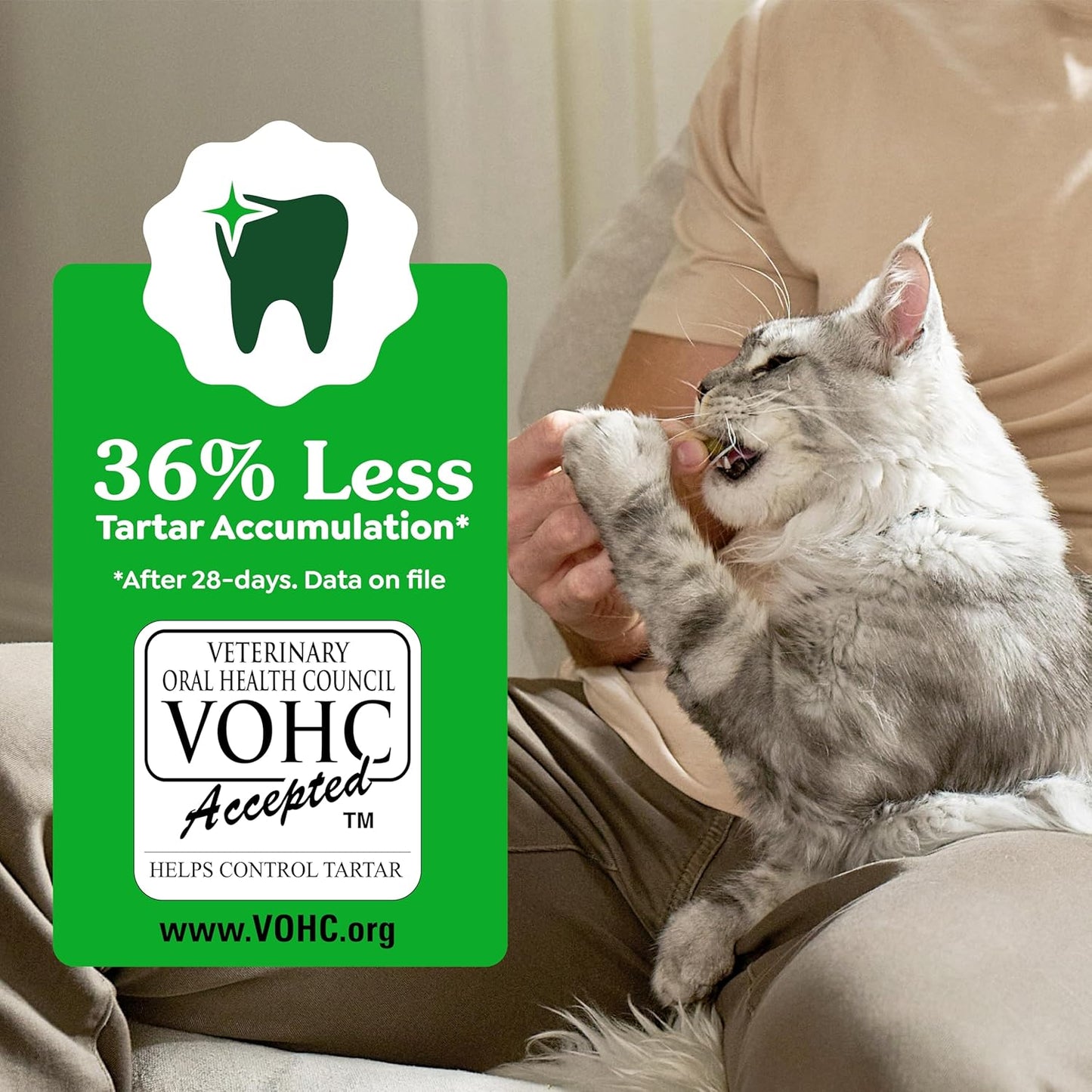 Cat Treats, Feline Veterinarian-Recommended Adult Natural Dental Cat Treats, Savory Salmon Flavor, 9.75 Oz. Tub
