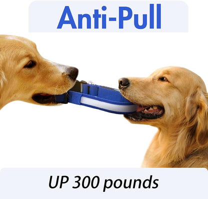 Rechargeable LED dog collar glowing bright for nighttime safety and visibility


