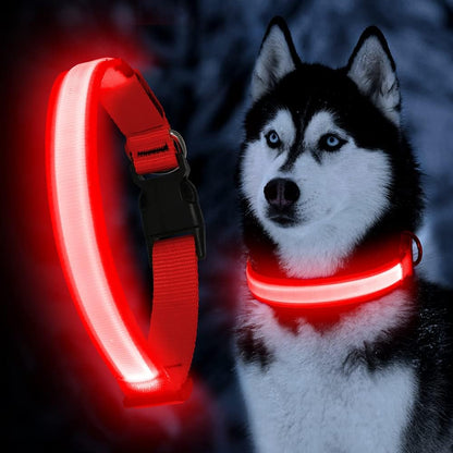 Rechargeable LED dog collar glowing bright for nighttime safety and visibility in red
