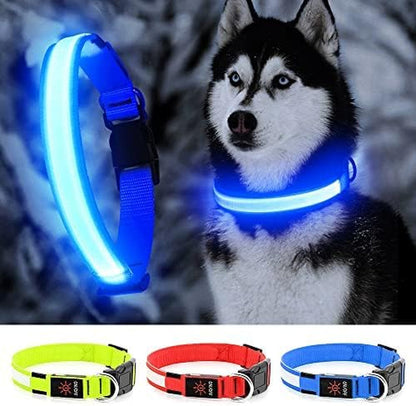 Rechargeable LED dog collar glowing bright for nighttime safety and visibility
